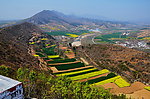 山野的菜花