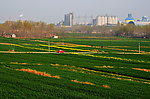 田野的菜花
