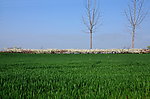 田野的花事