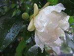 石榴花