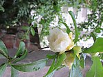 石榴花