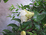 石榴花