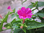 紫茉莉