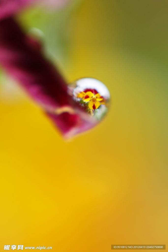花卉特写