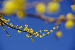 梅花
