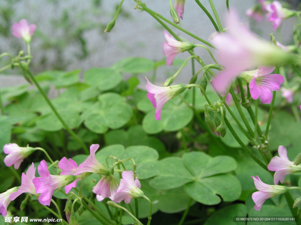 小花小草