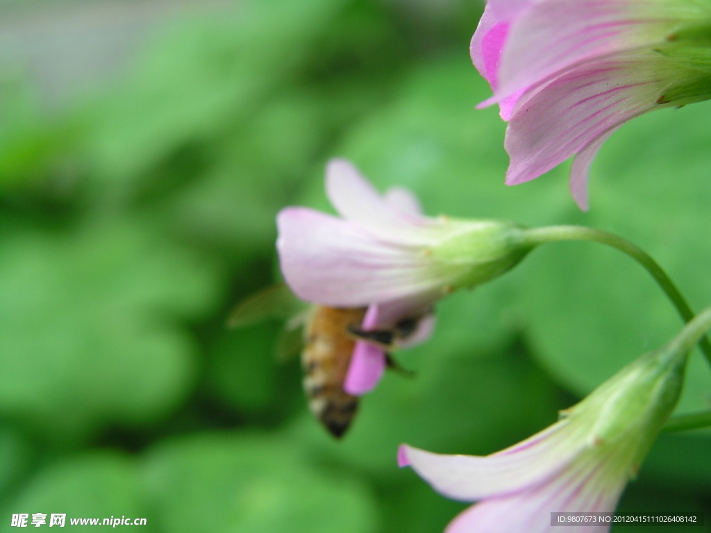 蜜蜂花草高清图