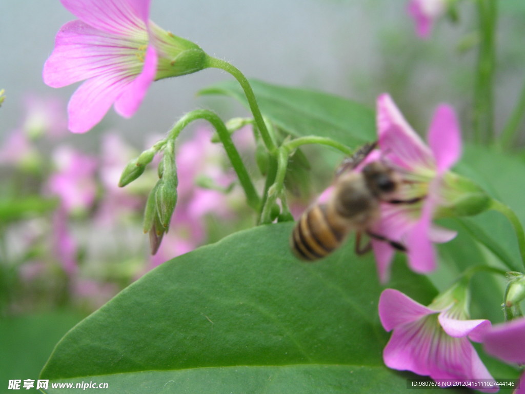 蜜蜂高清图 采蜜