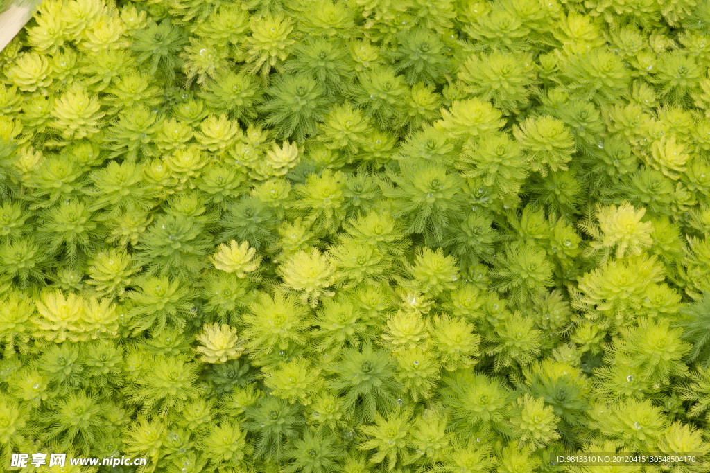 水草