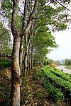 橡胶林