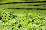 茶园一角