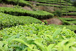 茶园一角