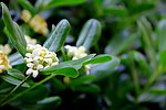 桂花香十里