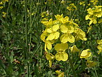 油菜花