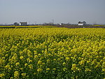 油菜花