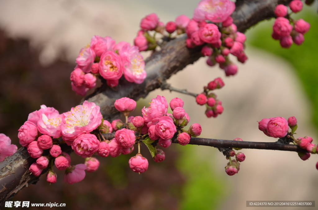 梅花