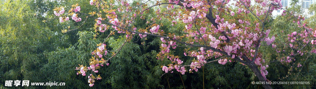 西安交大樱花竹海