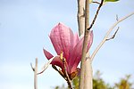 广木兰花