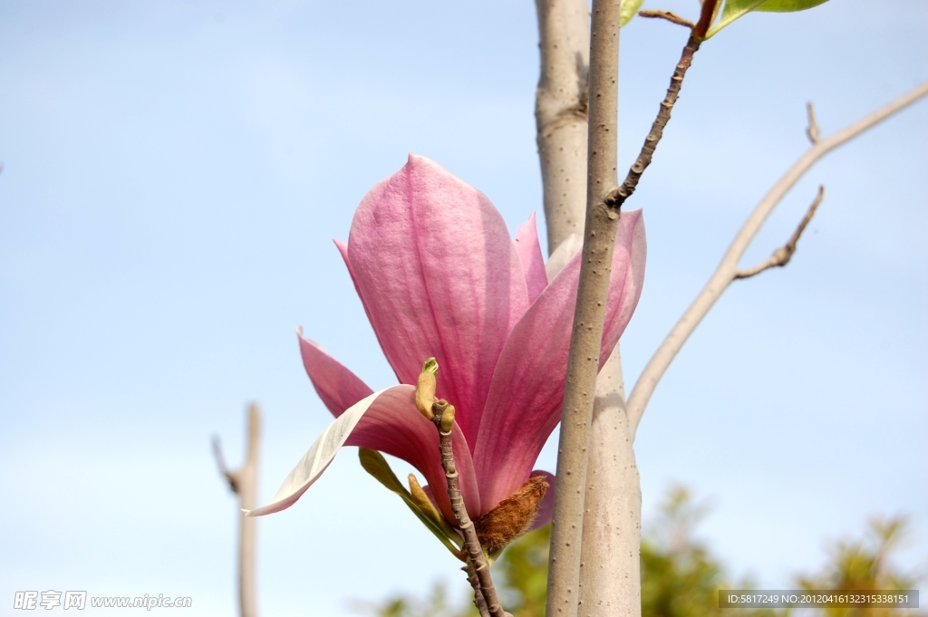 广木兰花