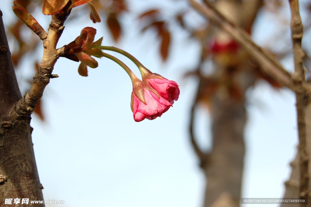 小红花