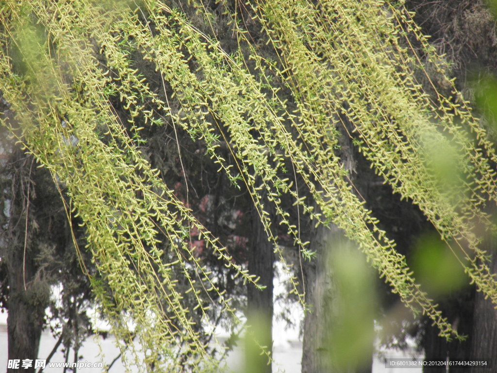 春芽垂柳