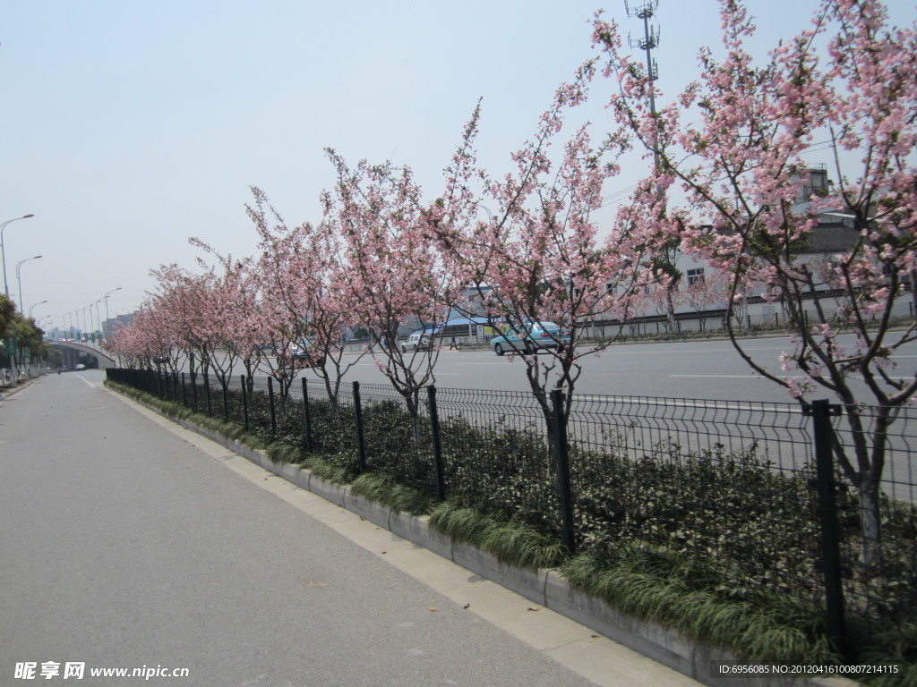 路边的花和树