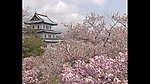 樱花丛中的寺院
