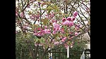 樱花特写