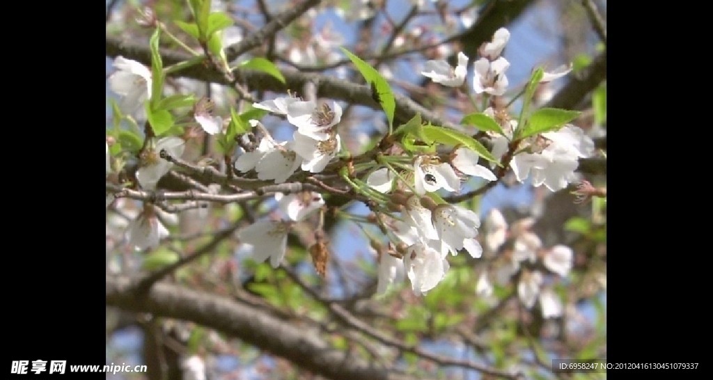 樱花特写