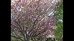 樱花特写