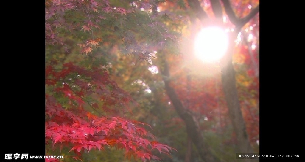 红叶特写一组