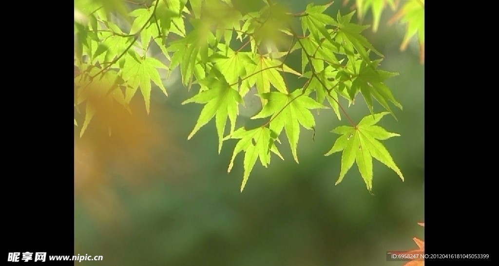 绚丽的红叶