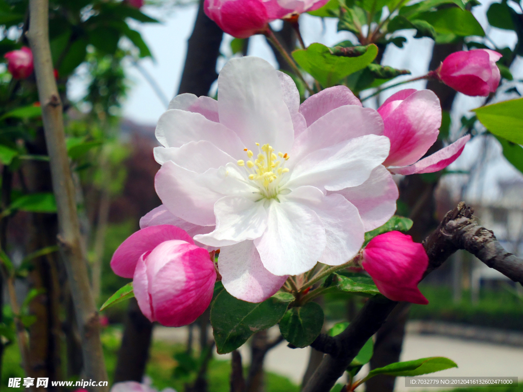 高清漂亮的粉色的苹果花