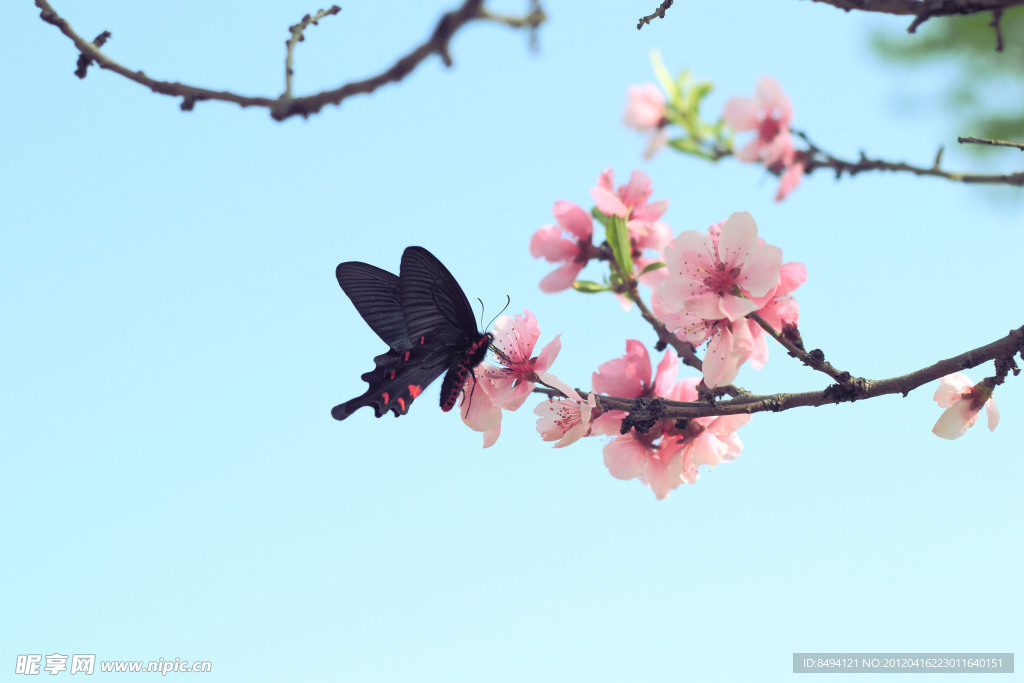 艳阳桃花蝴蝶