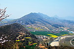 山野的菜花