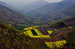 山野的菜花