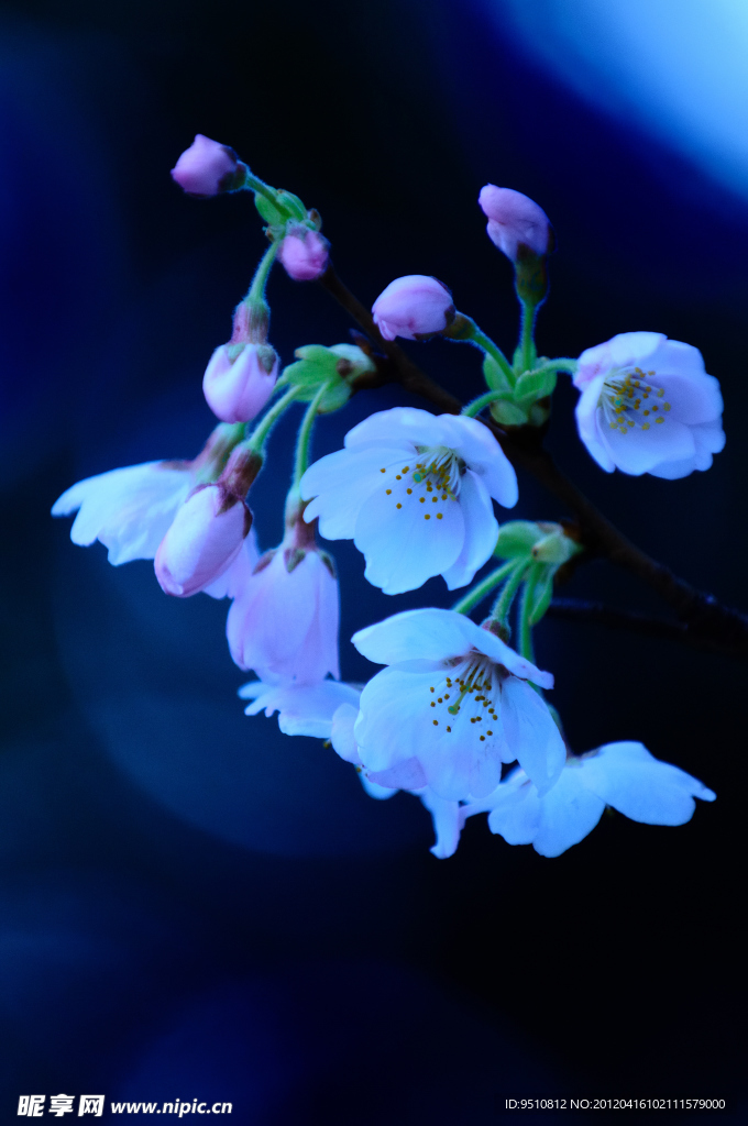 樱花