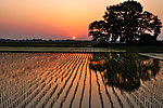 田间日出
