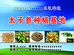 太子参