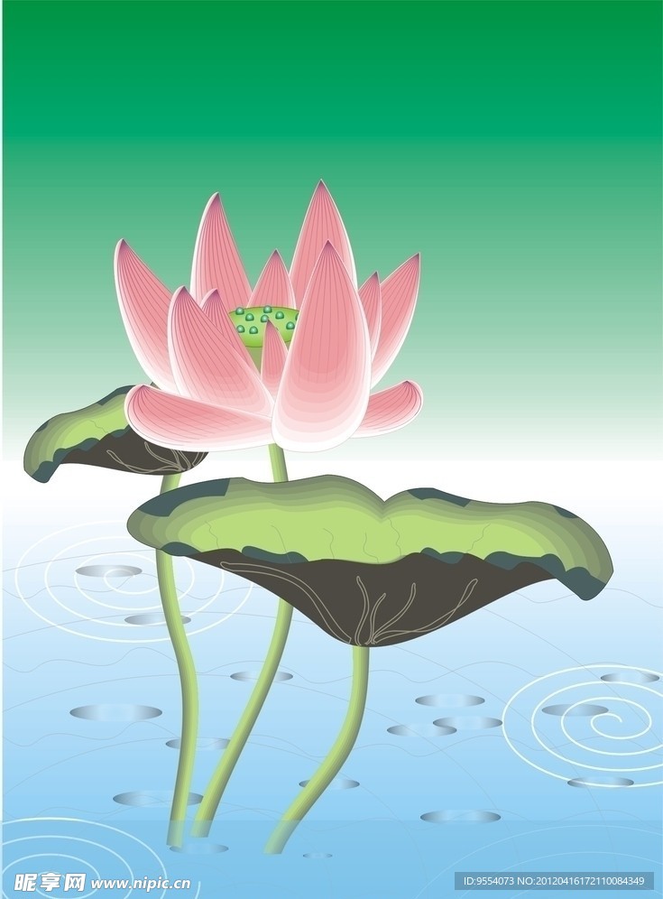 荷花