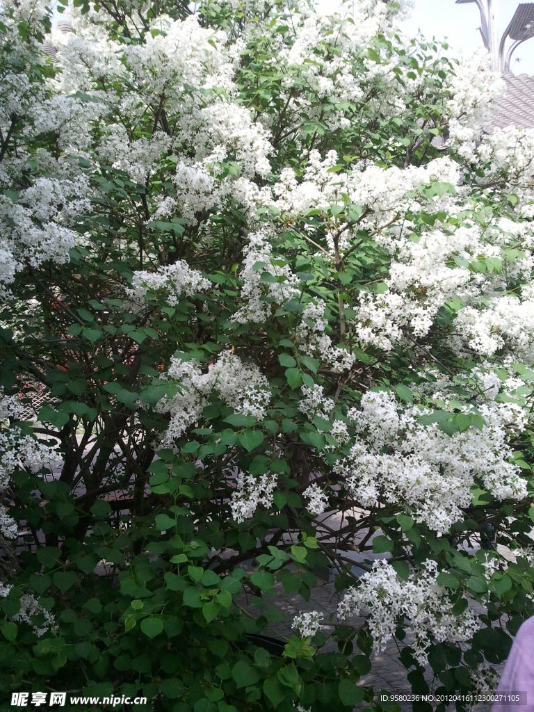 丁香