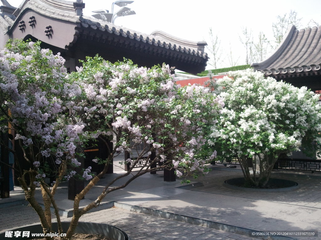 丁香