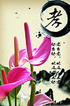 马蹄莲 孝