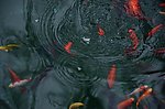 水中游鱼