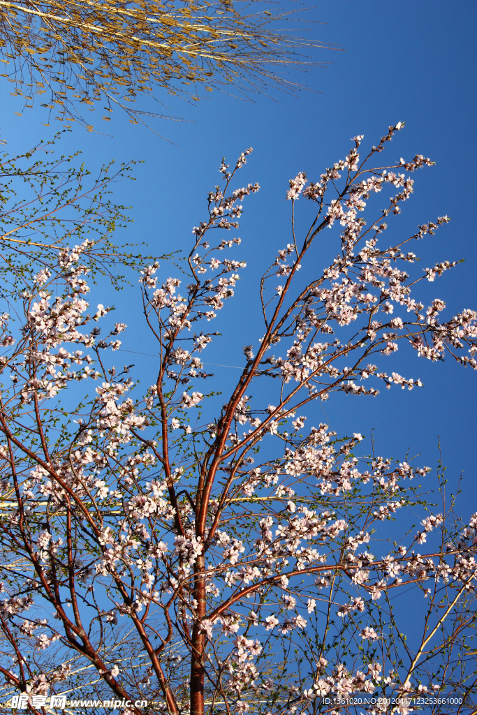 粉色花树