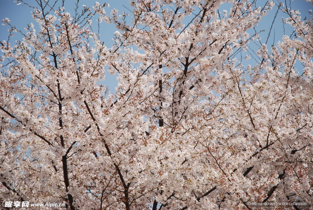 樱花