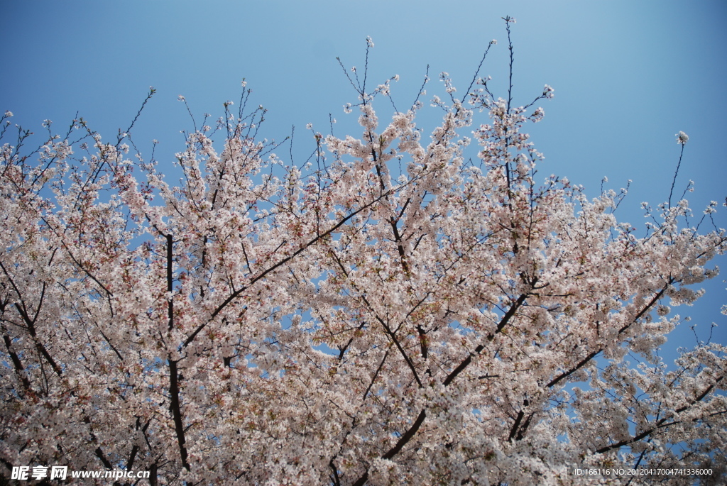 樱花