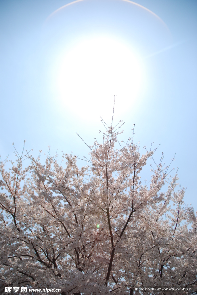 三月樱花（摄于上海万科城市花园）