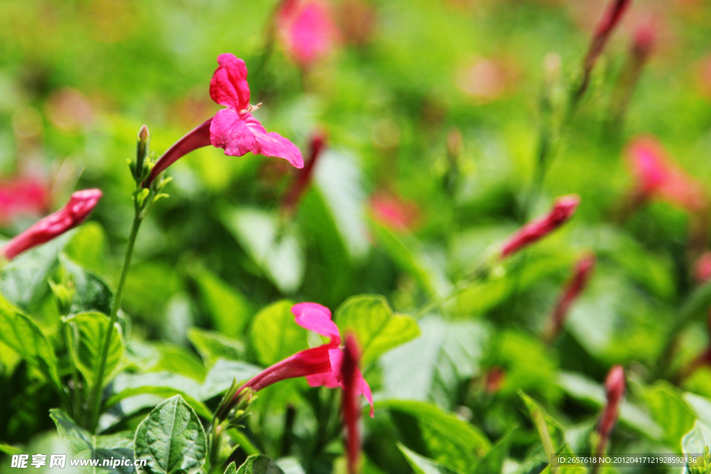红色鲜花