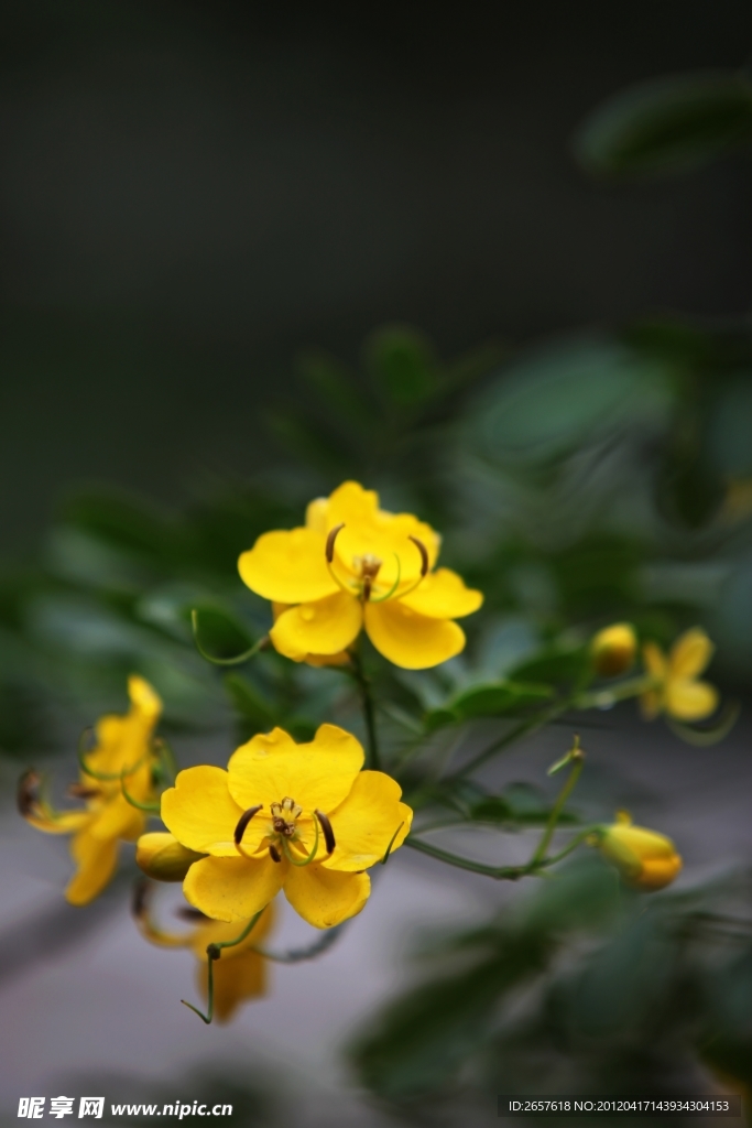 油菜花